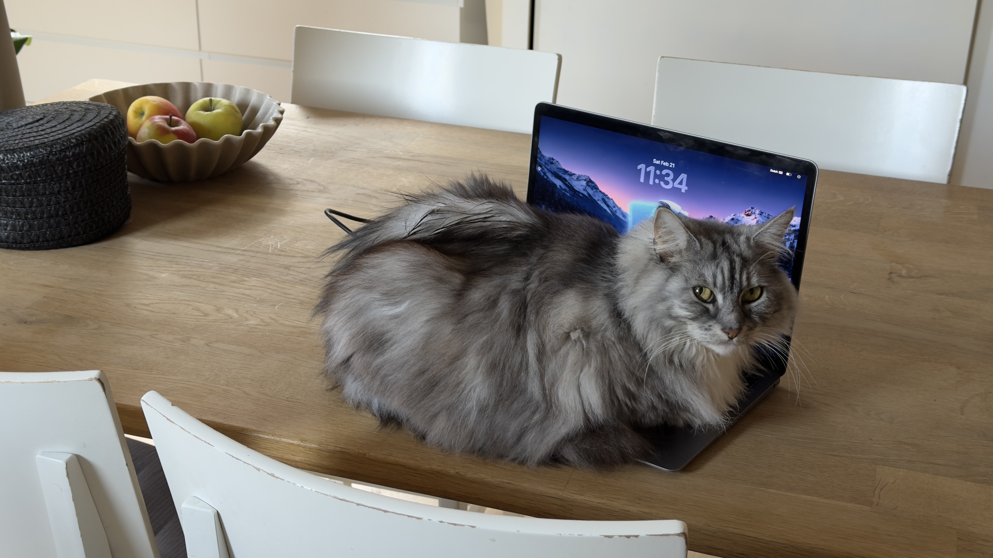 Our cat on the MacBook keyboard — the reason PawBlock exists